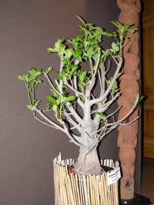 P1070793.JPG (784.67 Kio) Consulté 48946 fois P1070793.JPG