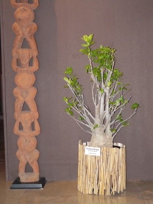 P1070792.JPG (635.91 Kio) Consulté 49064 fois P1070792.JPG