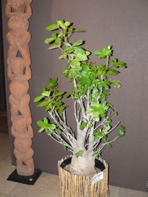 P1070849.JPG (152.58 Kio) Consulté 49069 fois P1070849.JPG