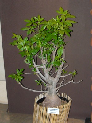 P1070847.JPG (156.62 Kio) Consulté 49056 fois P1070847.JPG