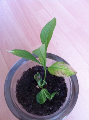 Photo 131.jpg (1.77 Mio) Consulté 41619 fois Photo 131.jpg