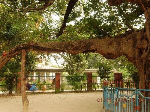 Parijat tree at Kintoor Barabanki 003