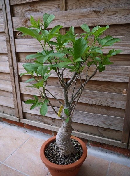 plant de baobab