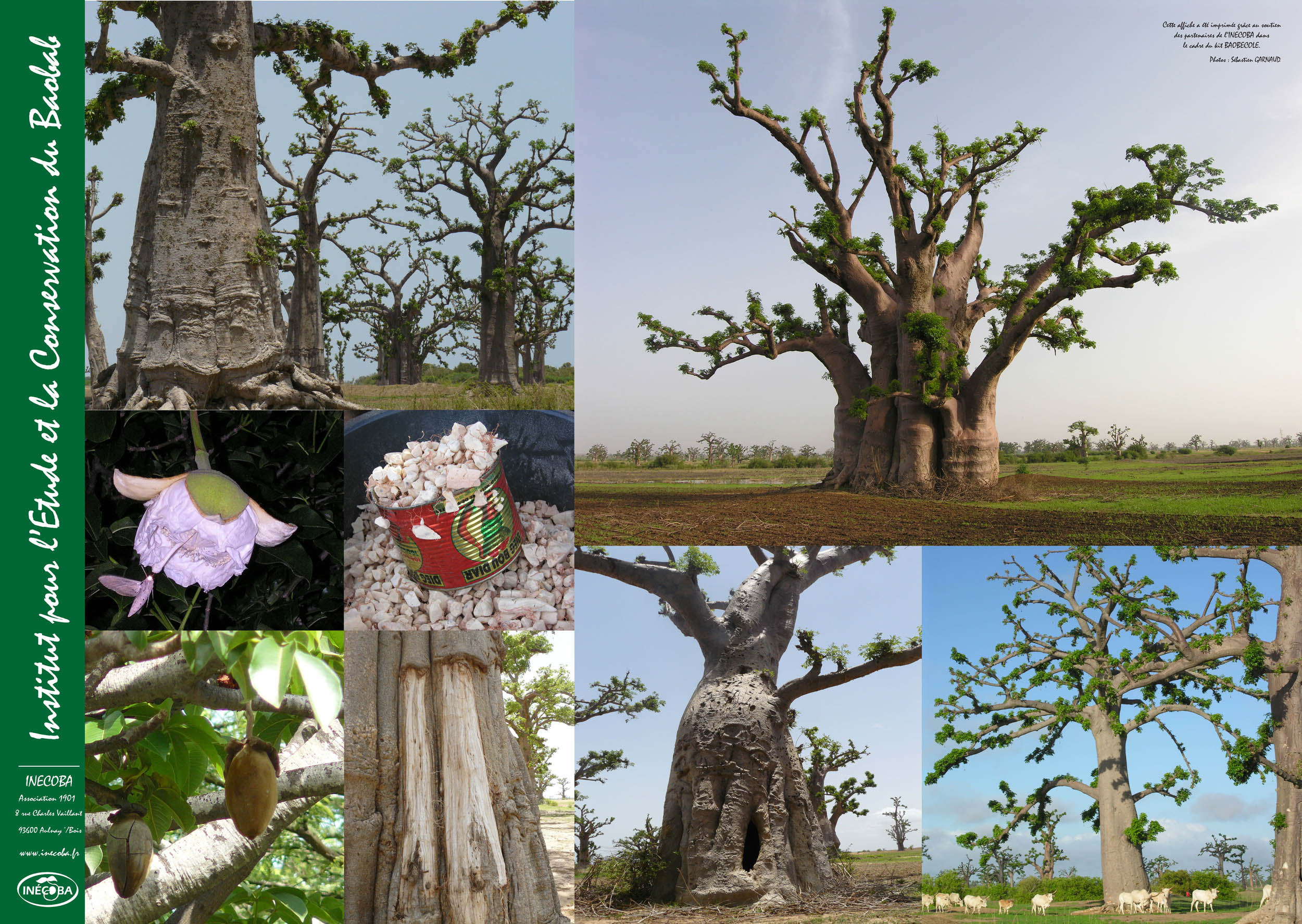 nouvelle affiche 2011