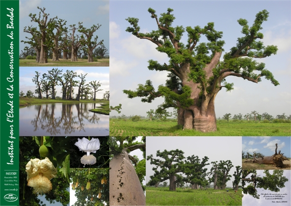 nouvelle affiche inecoba